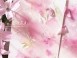 主題A:春咲花色